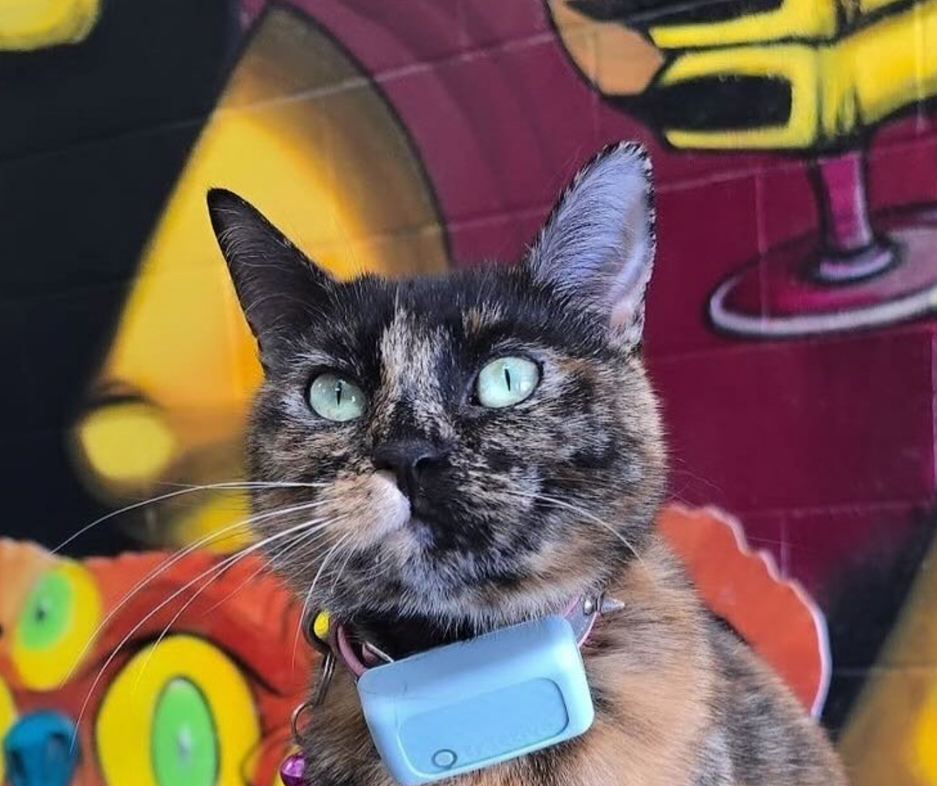Patches the cat